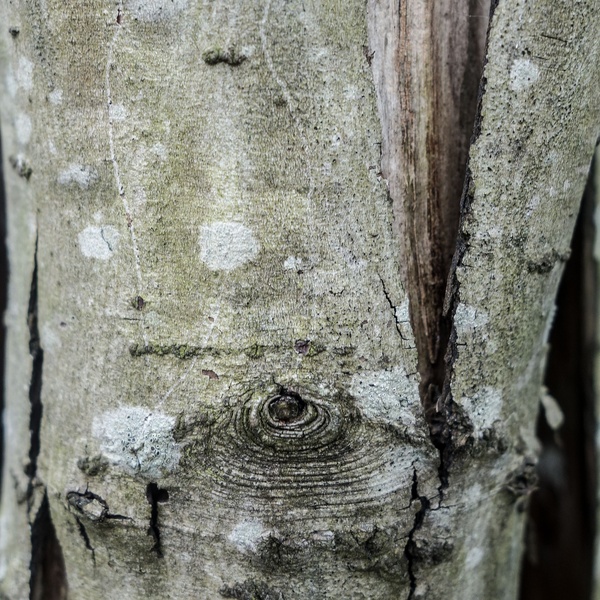 Tros de bosc